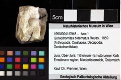 Foto (Objket + Etiketten) von Goniodromites bidentatus (Reuss, 1859) 